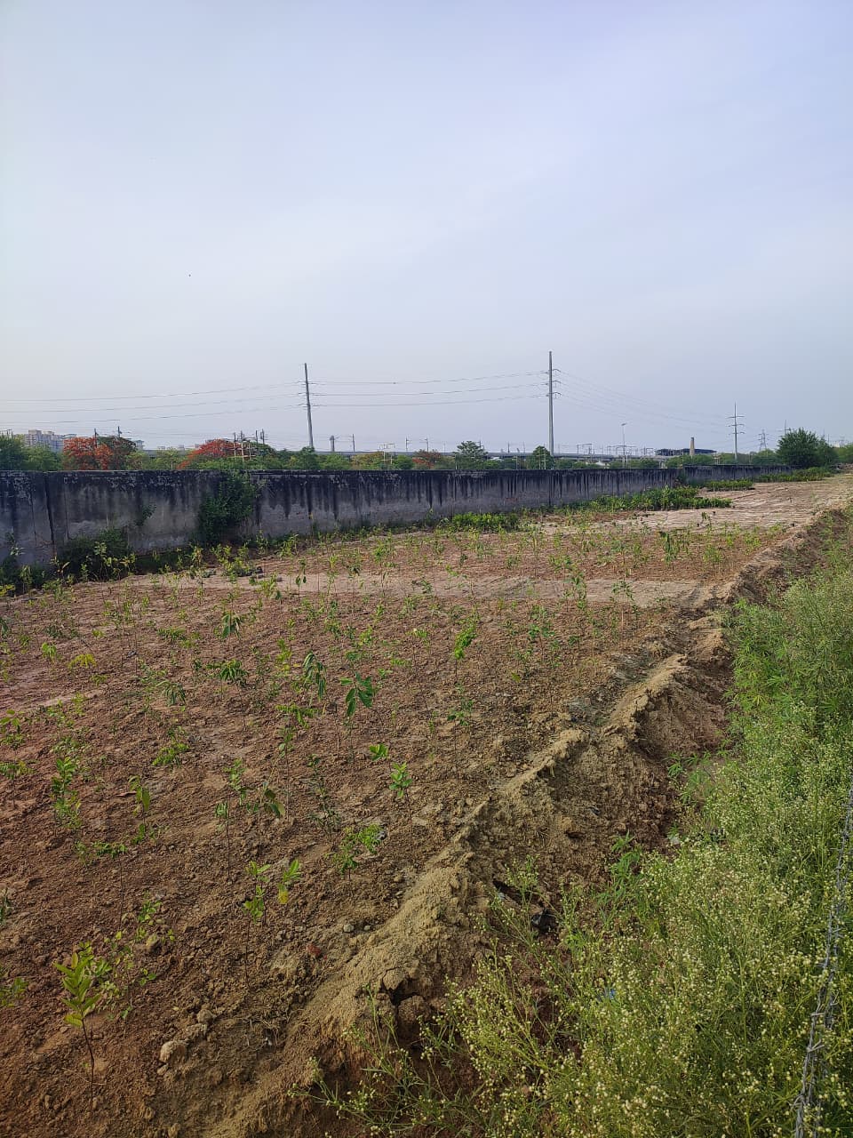 Native plantation at an urban restoration site