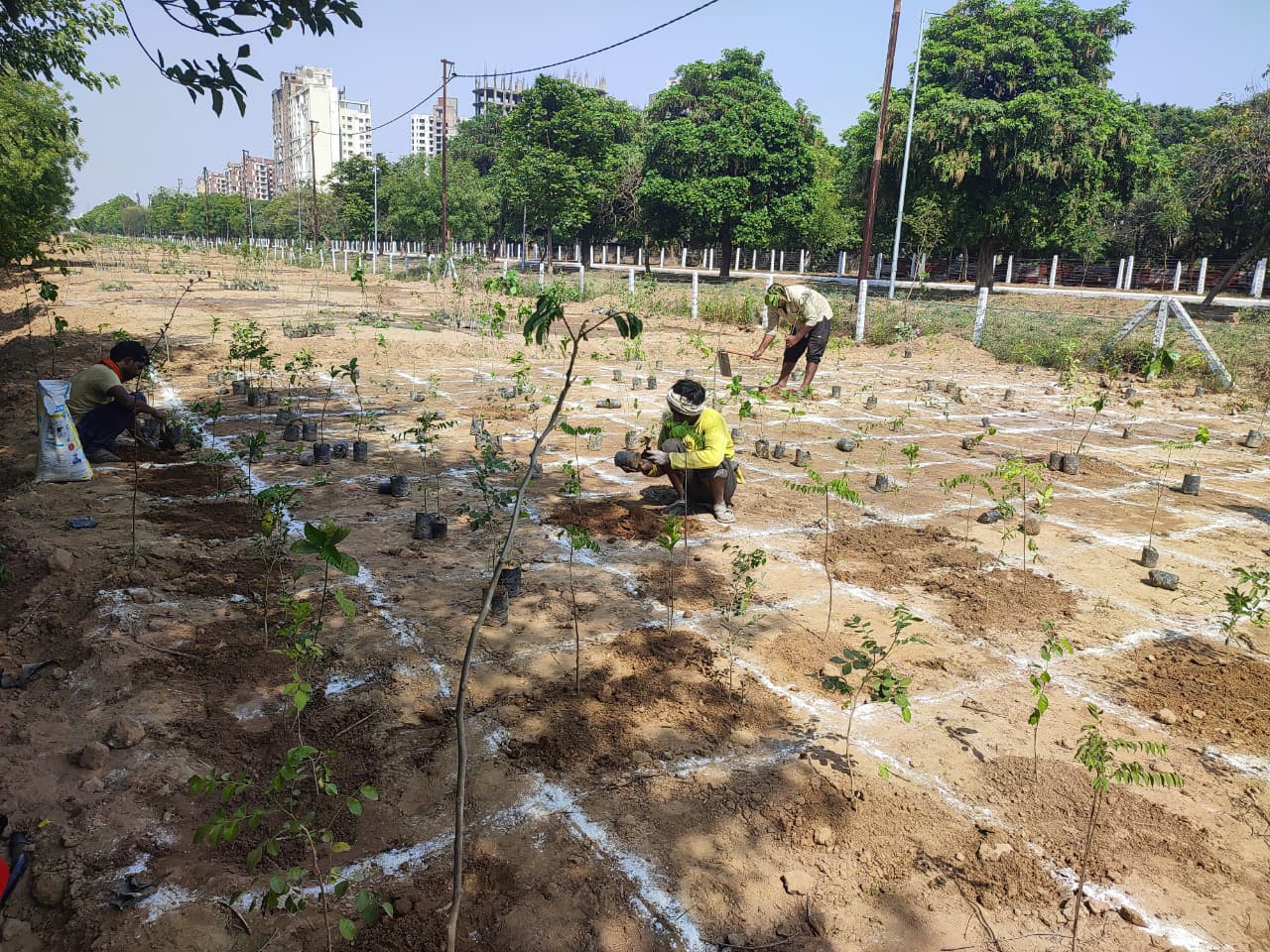 Saplings planted in the GNIDA Miyawaki Forest project